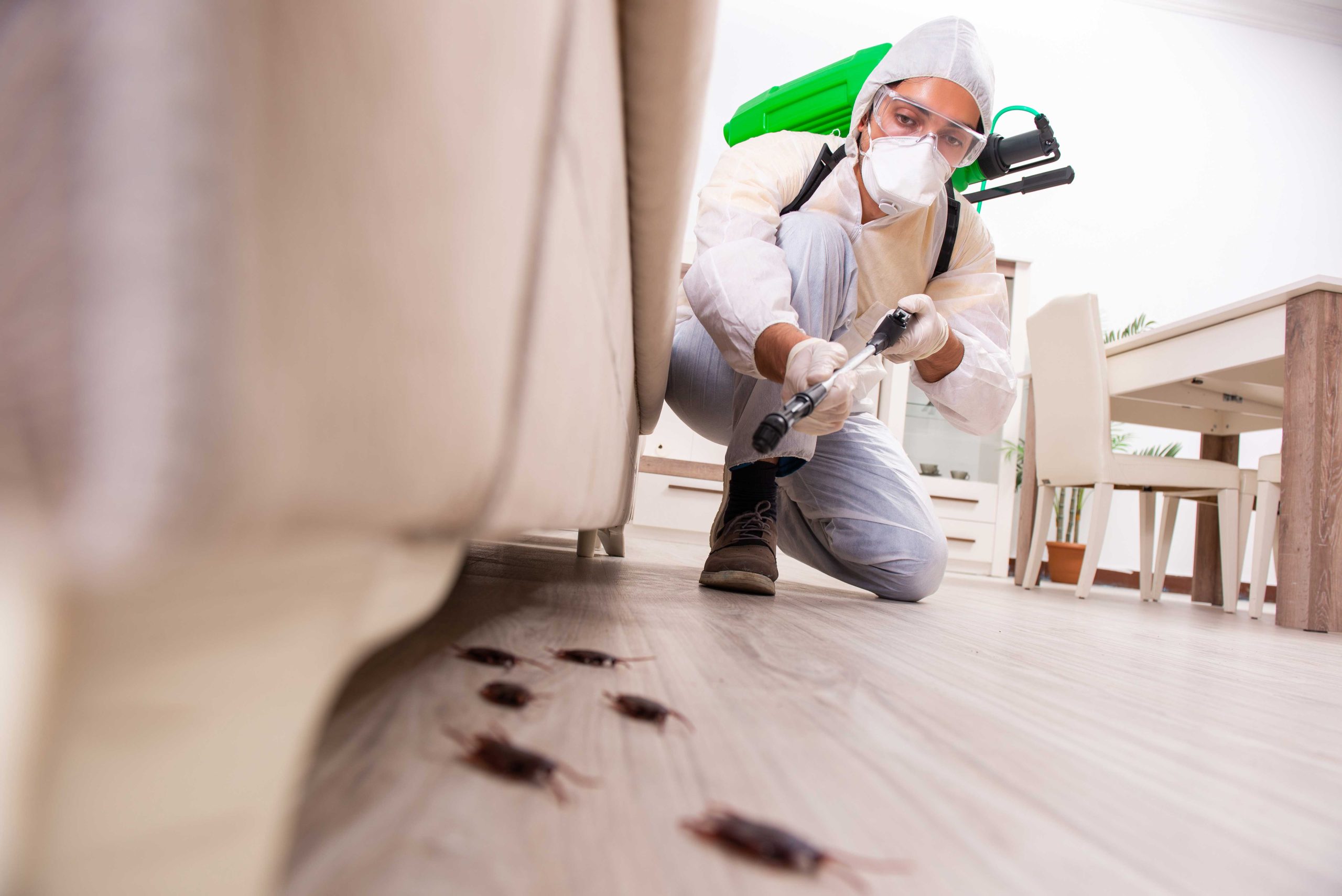 Pest Control Services in Clearwater